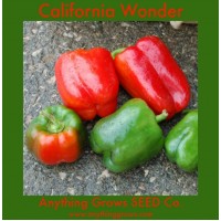 Pepper - sweet - California Wonder - Organic